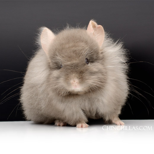 Feature Image for Royal Imperial Angora Chinchillas